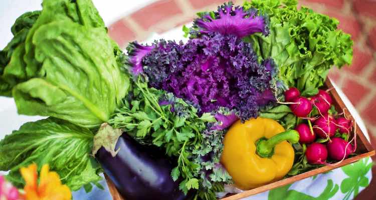 Bio Lebensmittel – Gesund und Umweltschonend