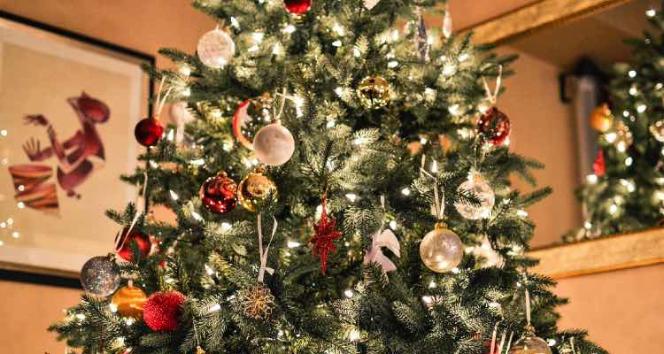 Die Pflege vom Weihnachtsbaum